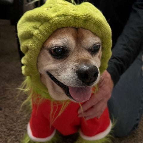 Dog at a house in Sacramento